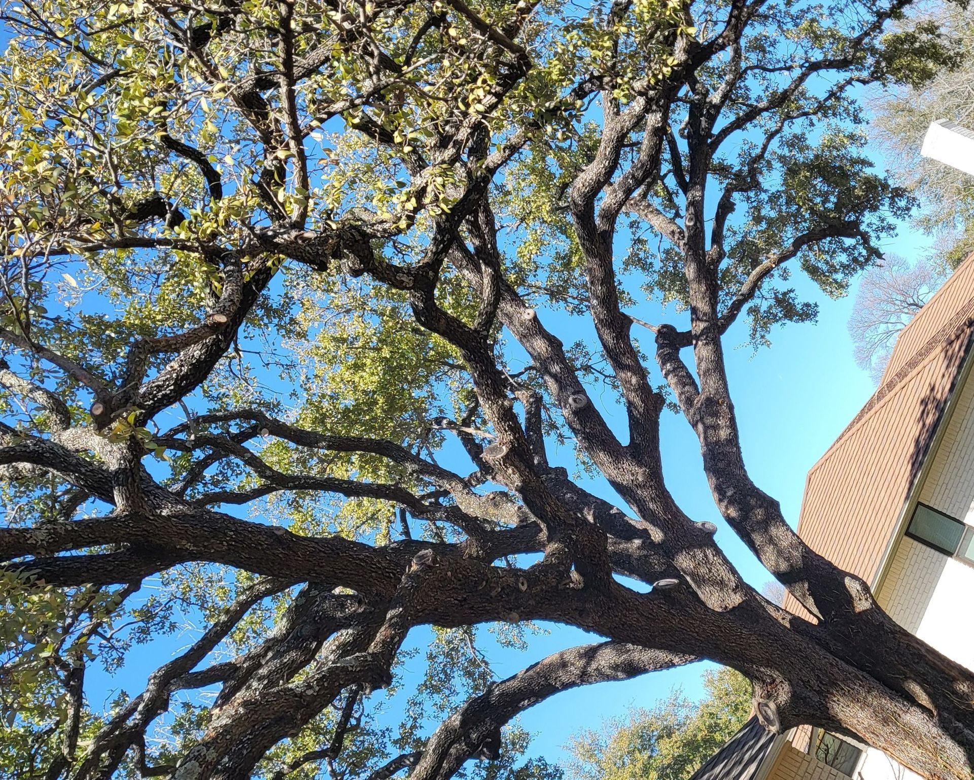 Bladi's Tree Service Removal Fort Worth Texas