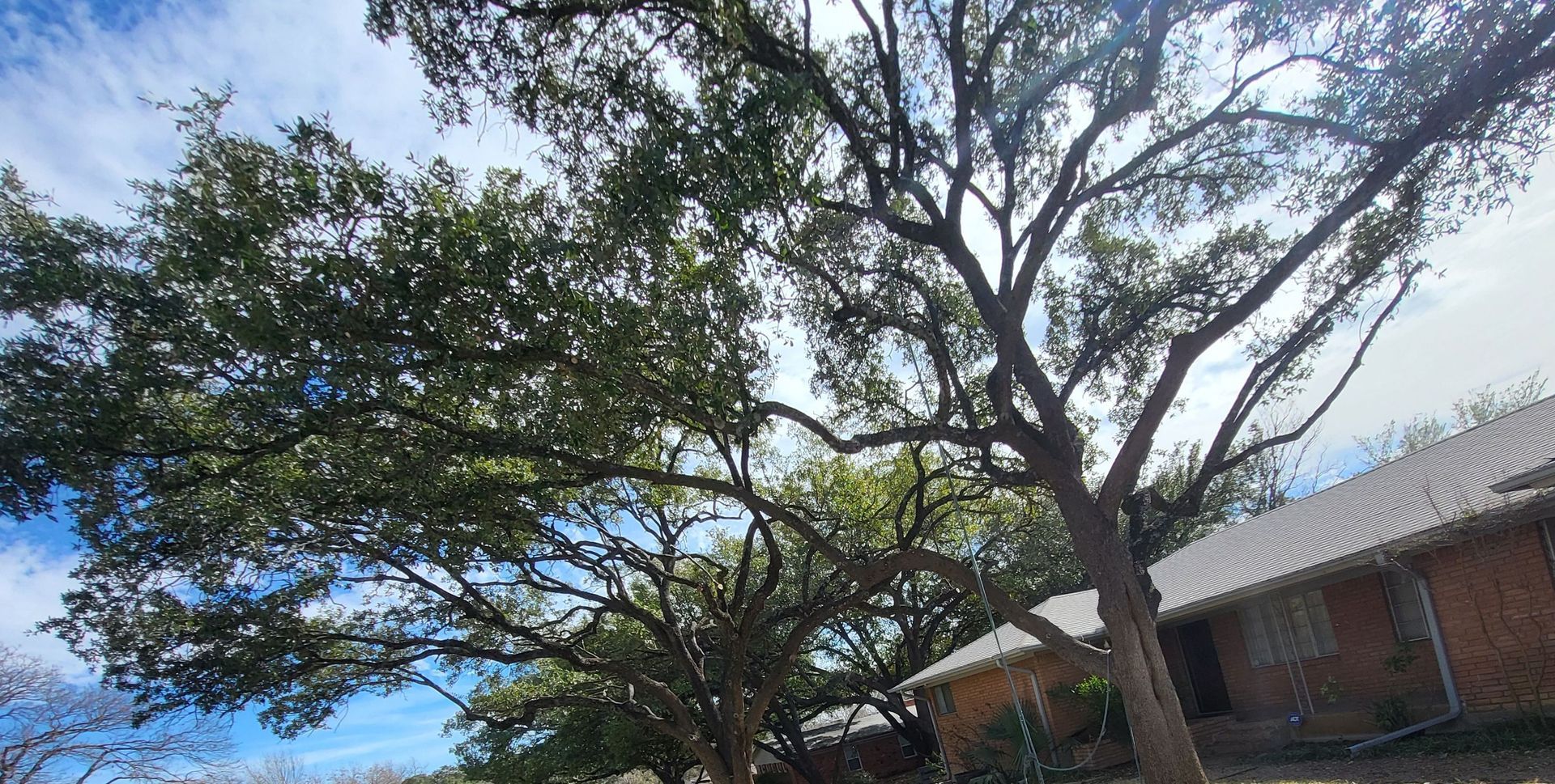 Tree Trimming Dallas Fort Worth Texas