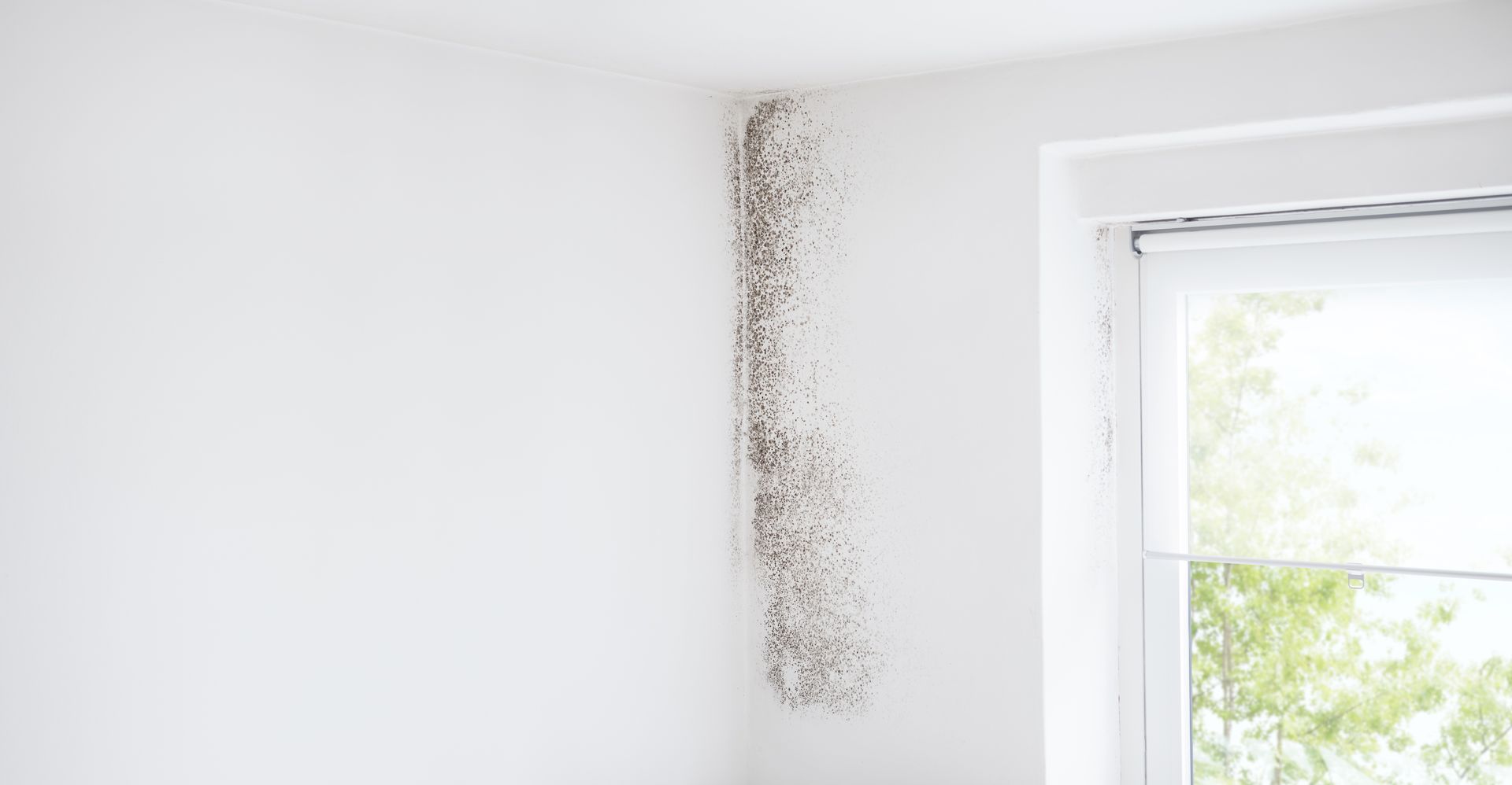 Mold remediation in Tucson, AZ by Western Restoration AZ
