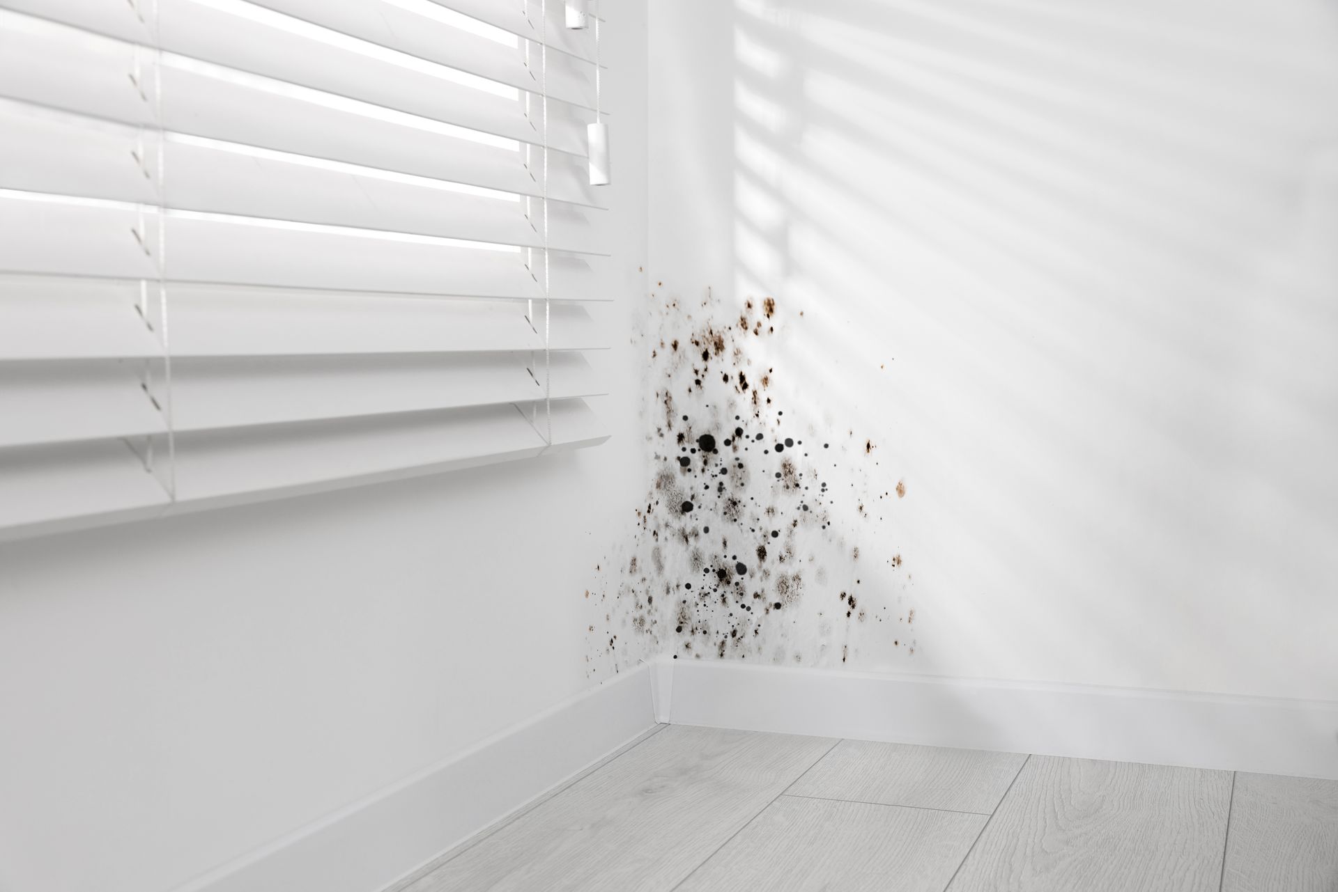 Mold remediation in Tucson, AZ by Western Restoration AZ