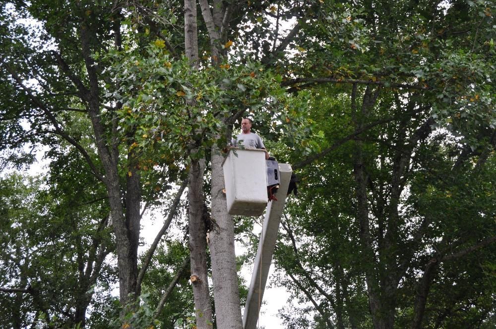 A man in a bucket is cutting a tree