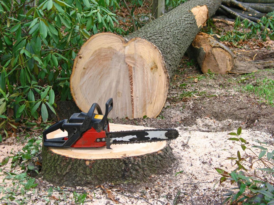 A chainsaw is sitting on top of a tree stump.