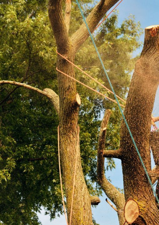 A person is cutting a tree with a chainsaw.