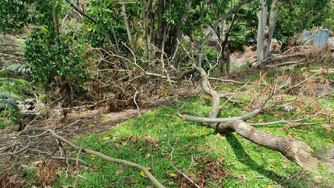 A tree branch is laying on the ground in the middle of a forest.