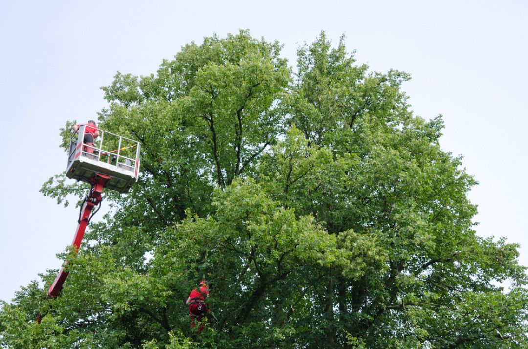 A man is cutting a tree with a crane.