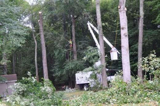 A crane is cutting a tree in the middle of a forest.