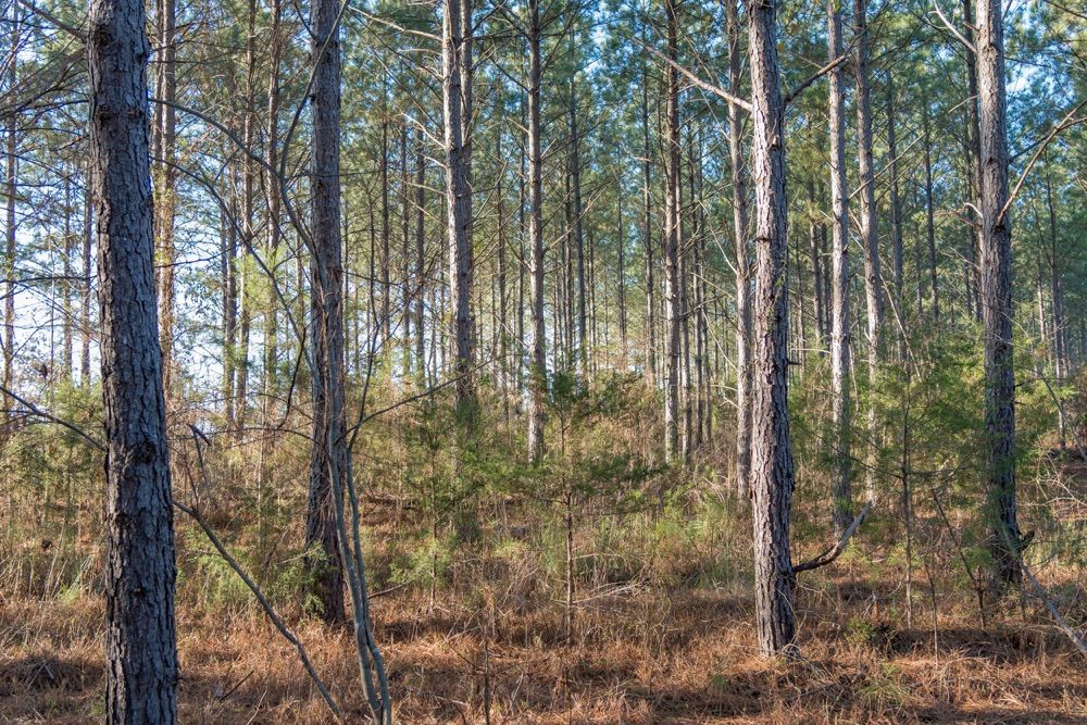 Forestry service thinning
