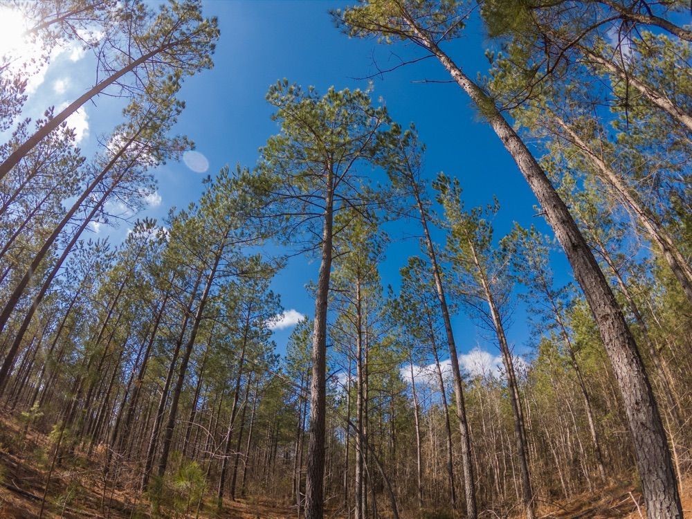 Forestry service thinning