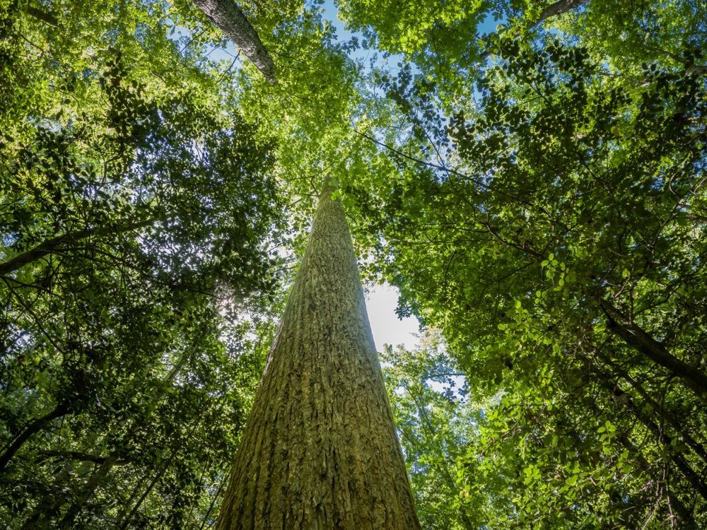 Forestry service selective harvests