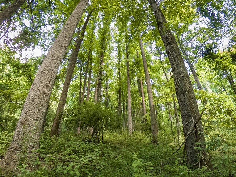 Forestry service thinning
