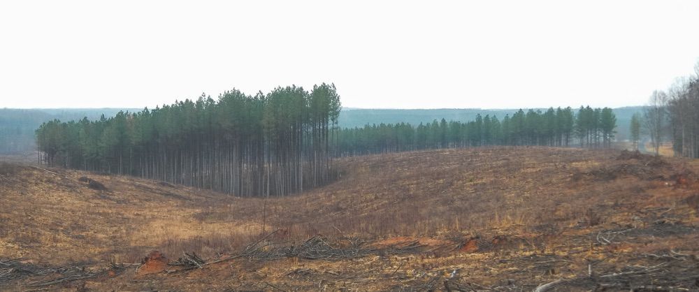 Forestry service clear cutting