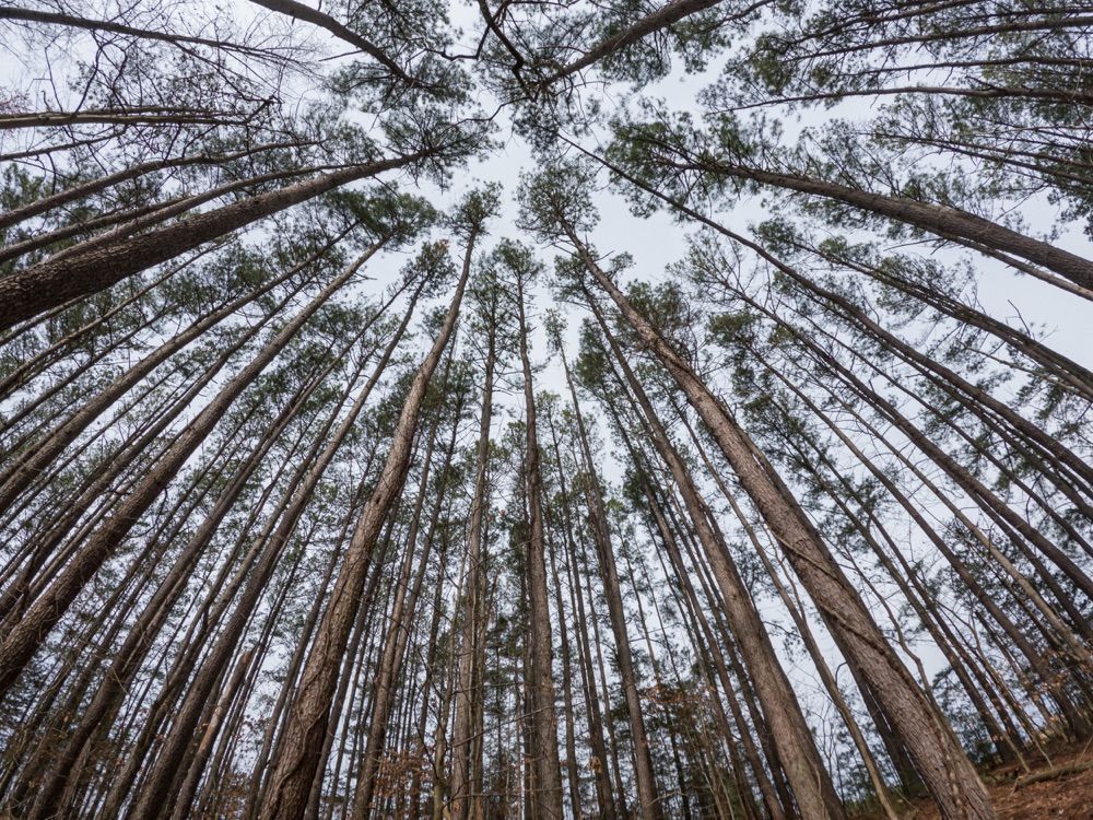 Tall trees in forest