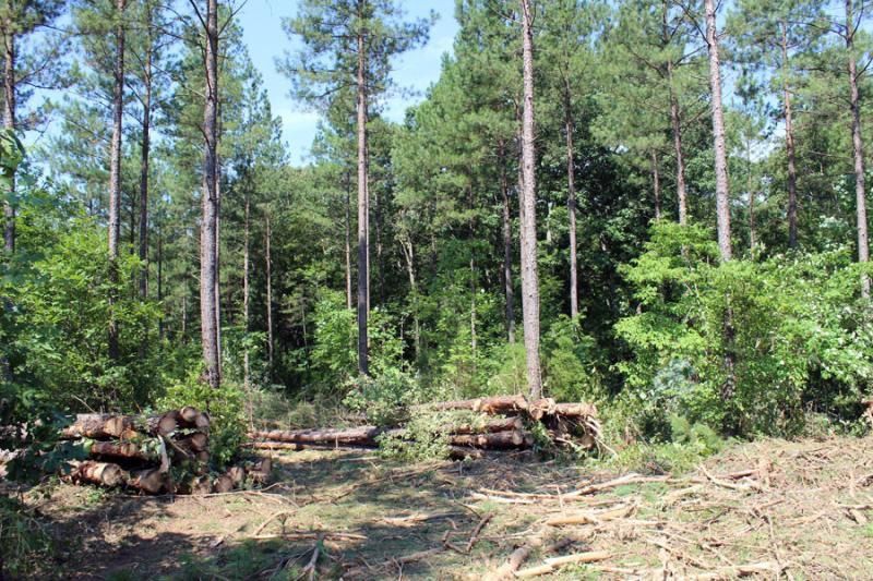 Forestry service clear cutting