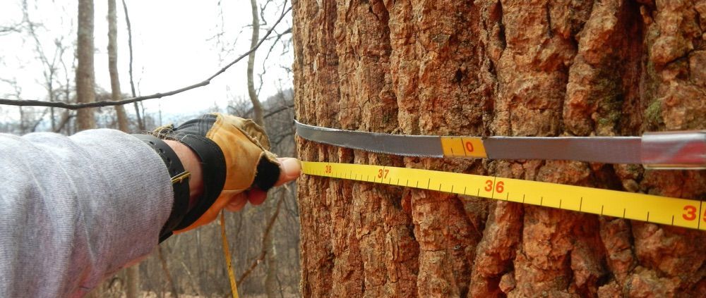 Forestry service planning