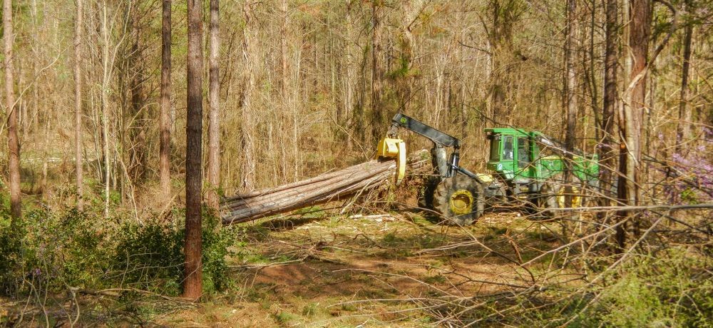 Forestry service selective harvesting