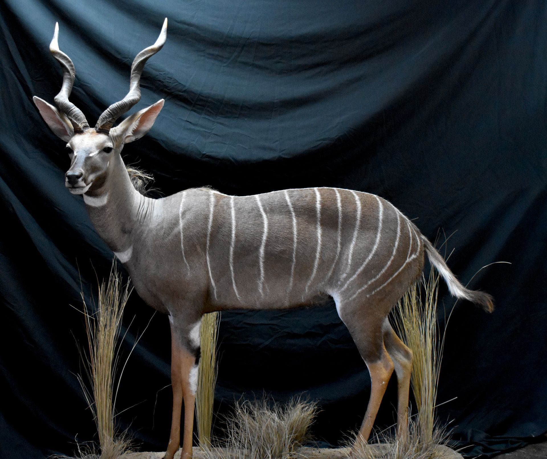 AFRICAN GAME