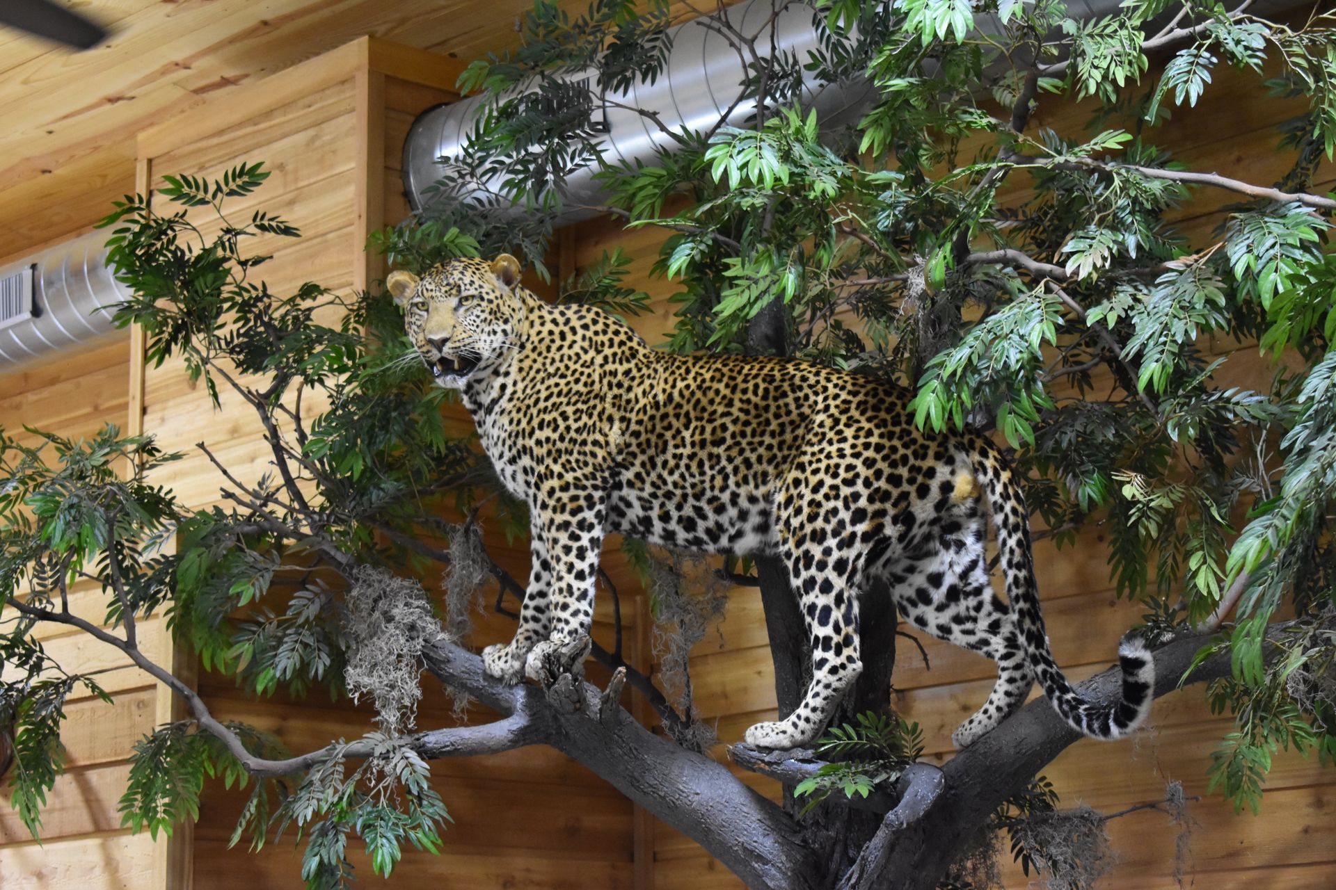 AFRICAN GAME