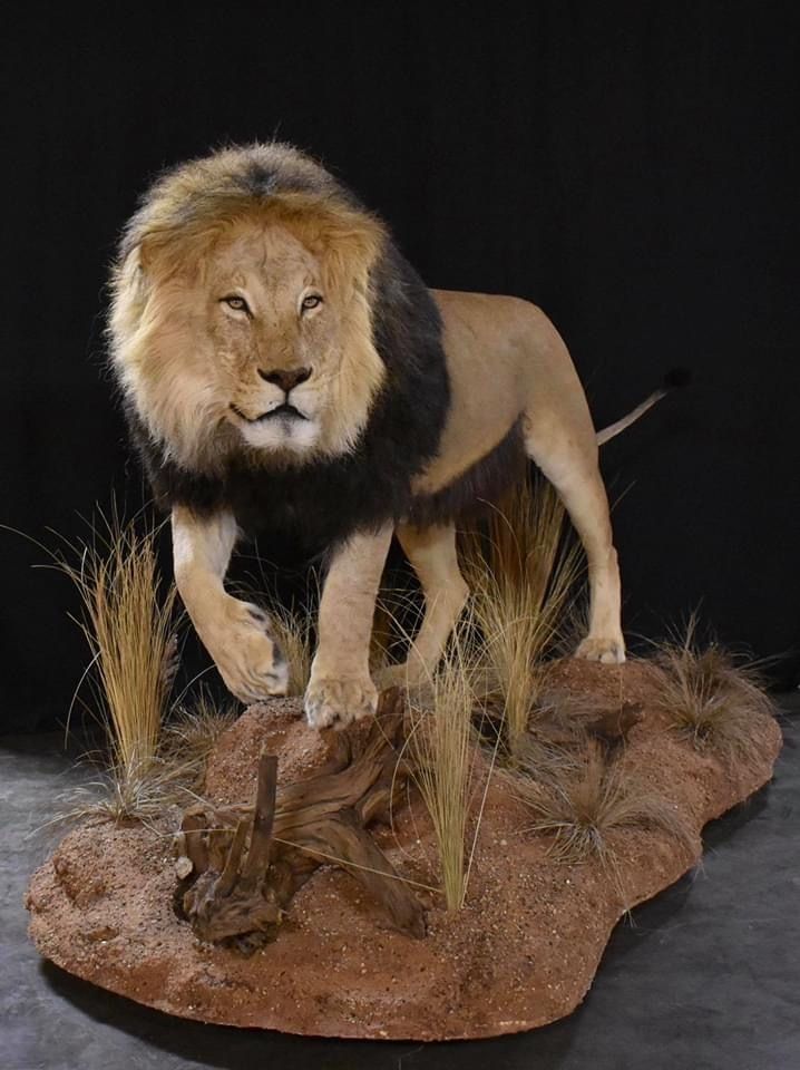 AFRICAN GAME