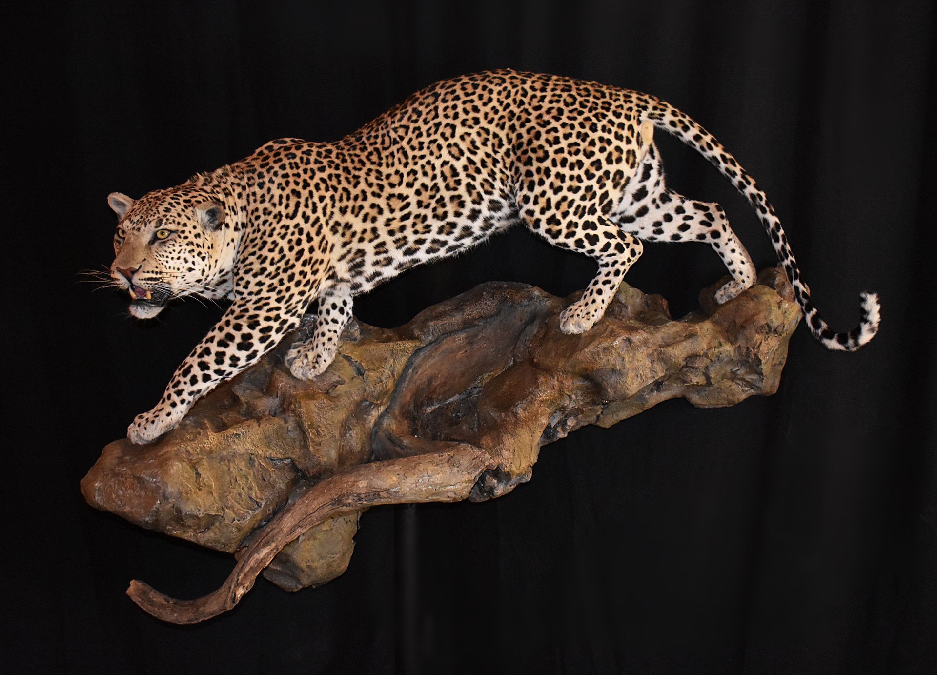 AFRICAN GAME