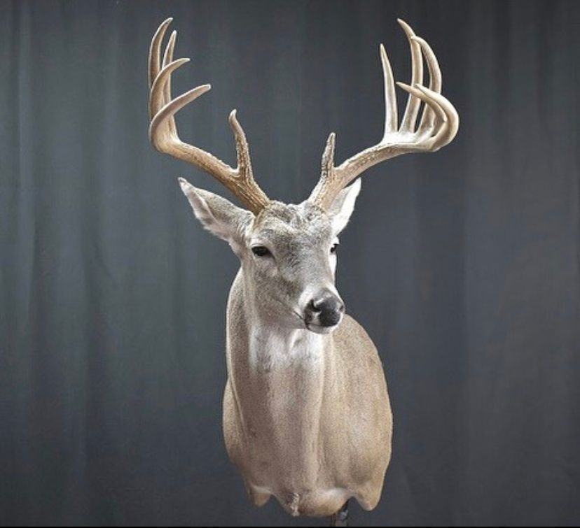 NORTH AMERICAN