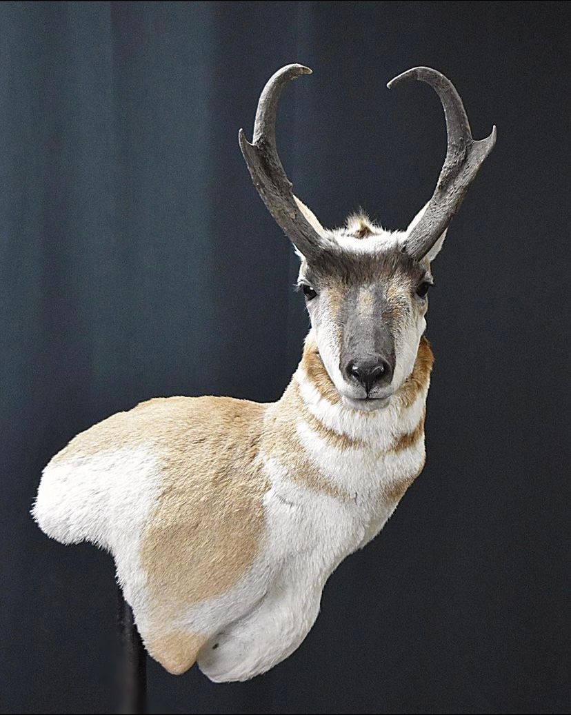 NORTH AMERICAN