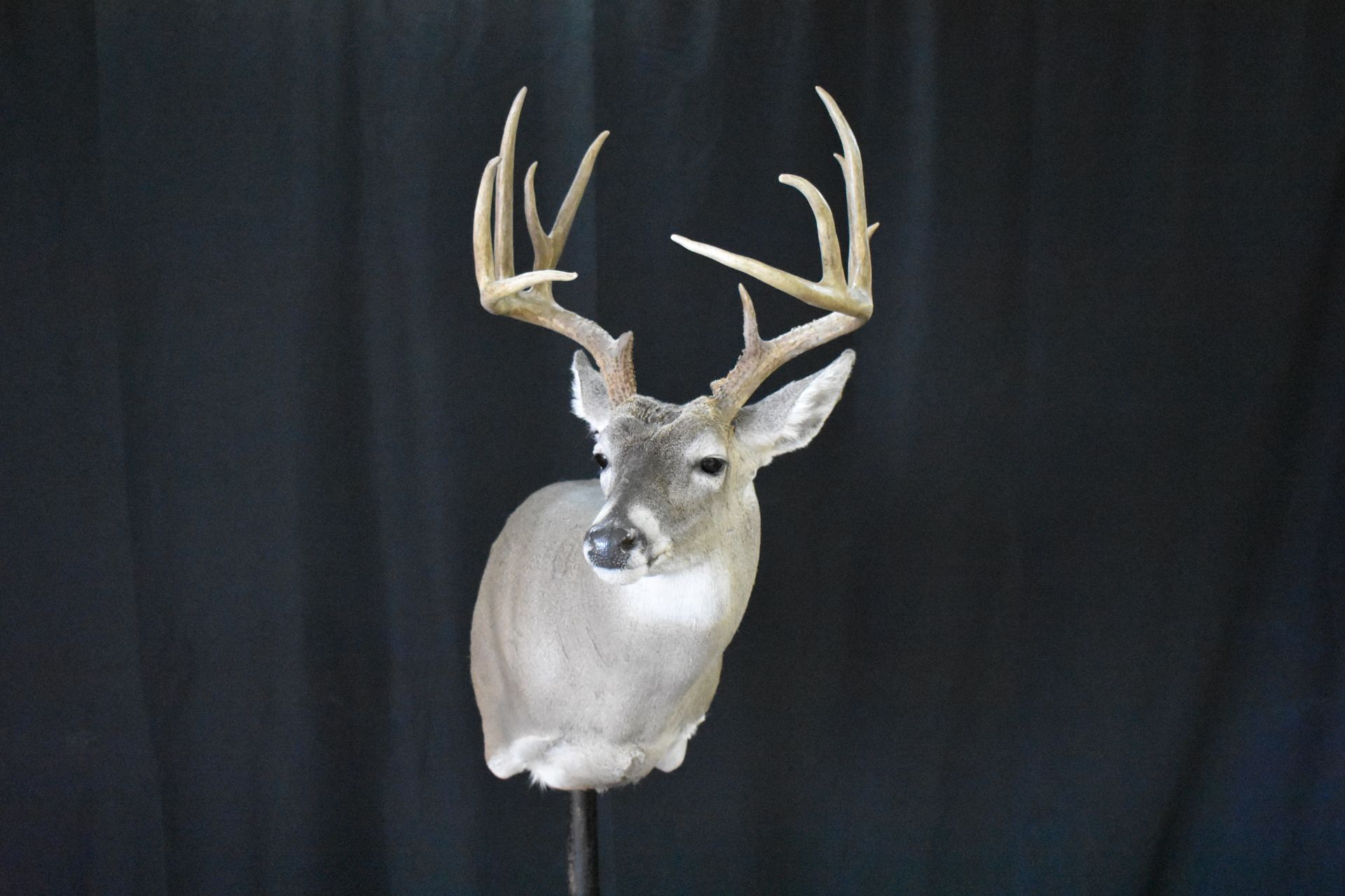 NORTH AMERICAN