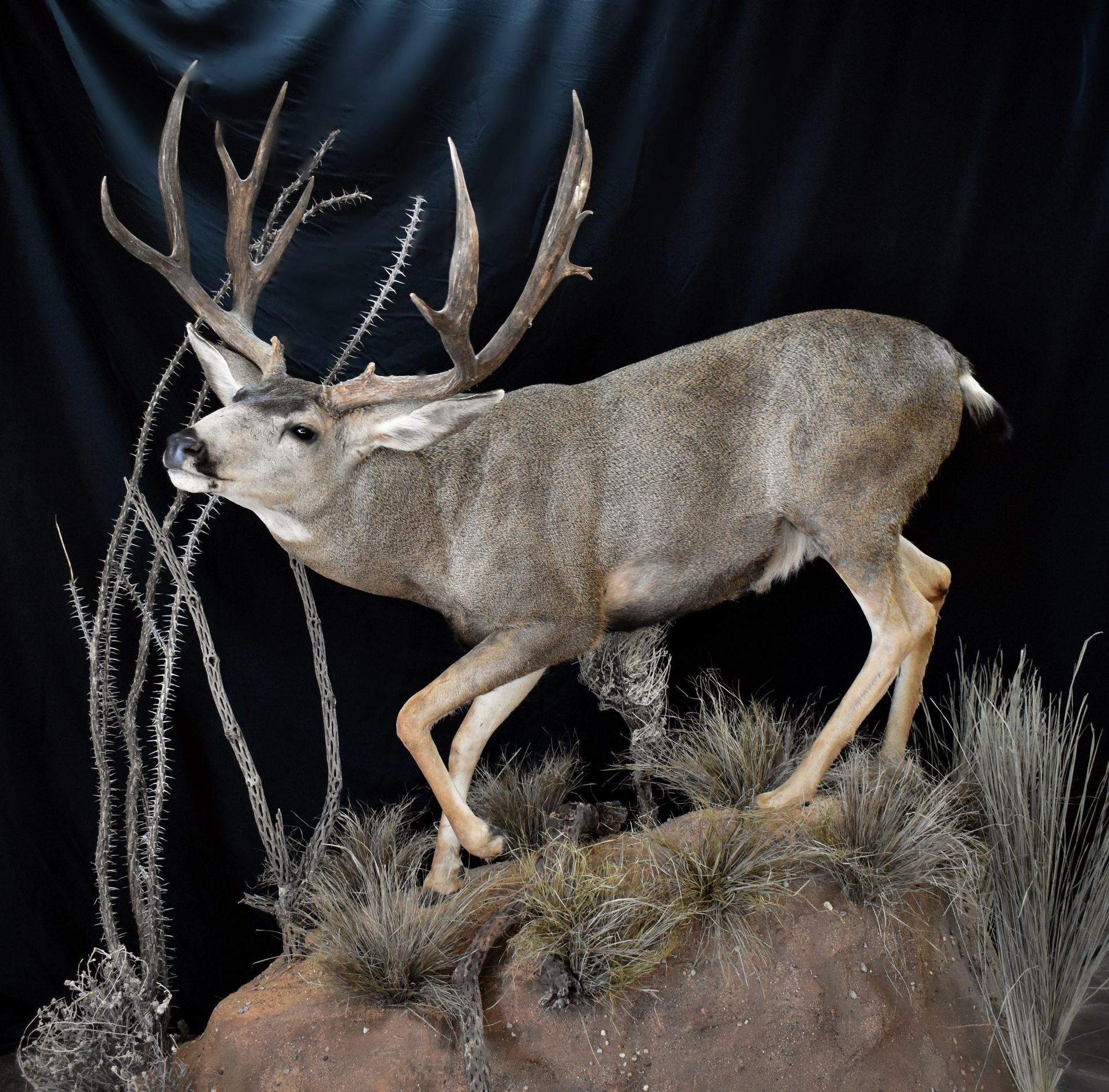 NORTH AMERICAN
