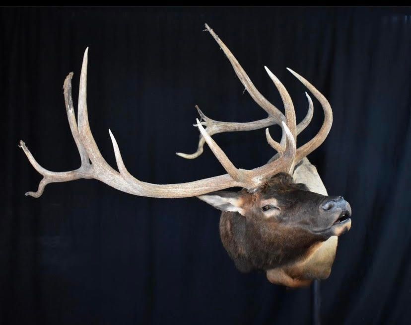 NORTH AMERICAN