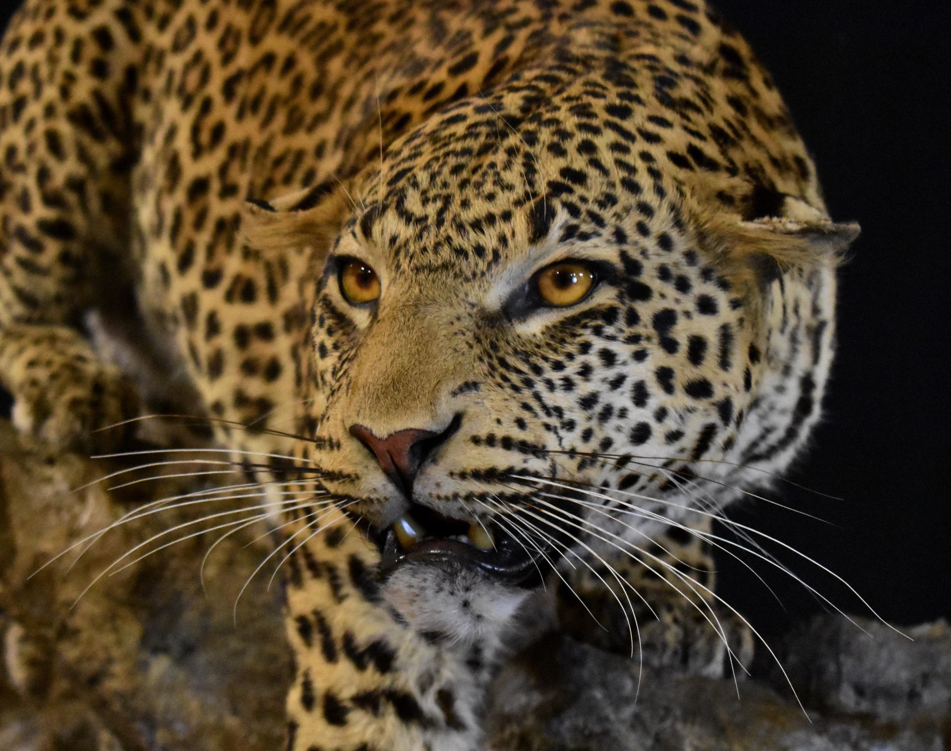 AFRICAN GAME