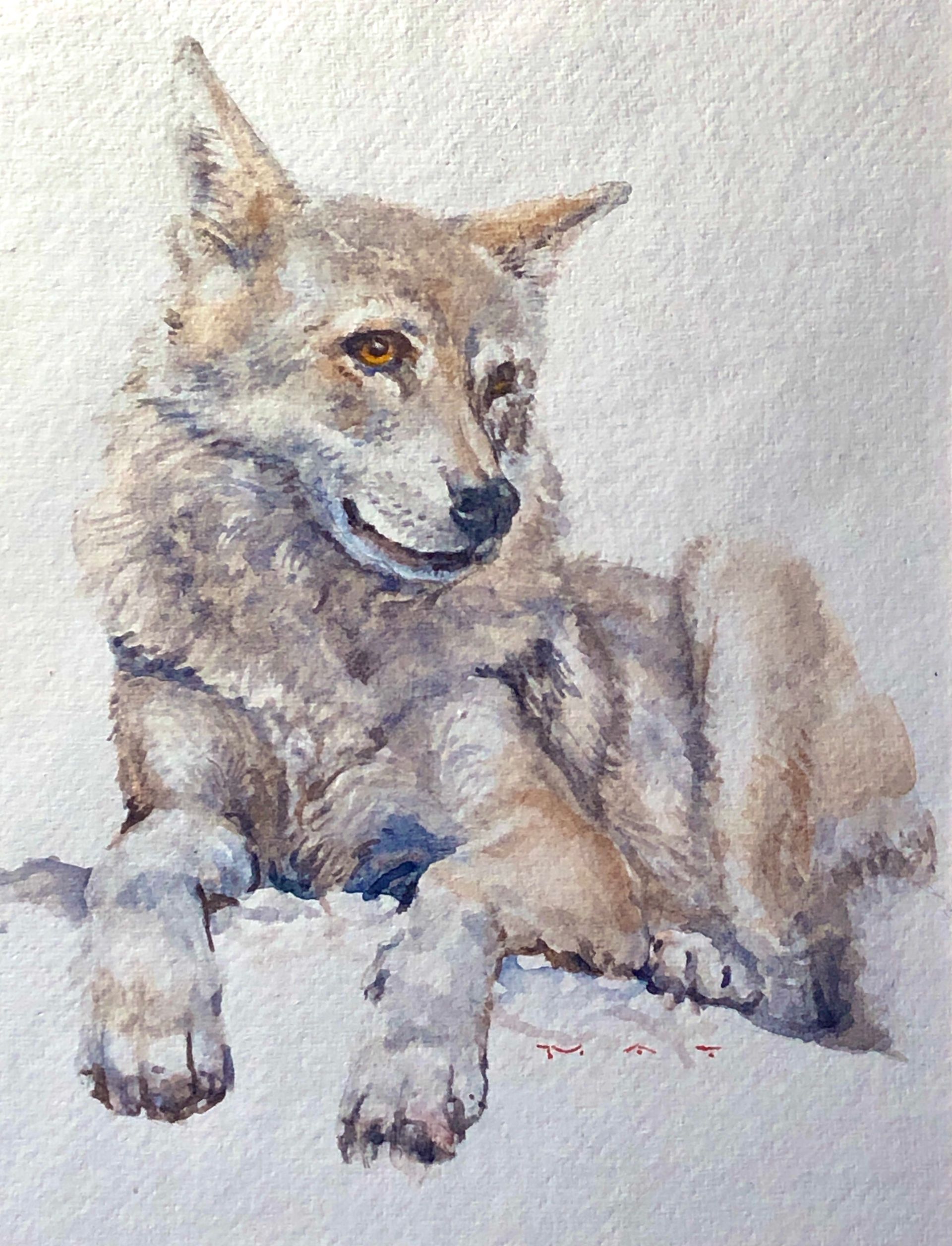 A painting of a coyote laying down in the snow