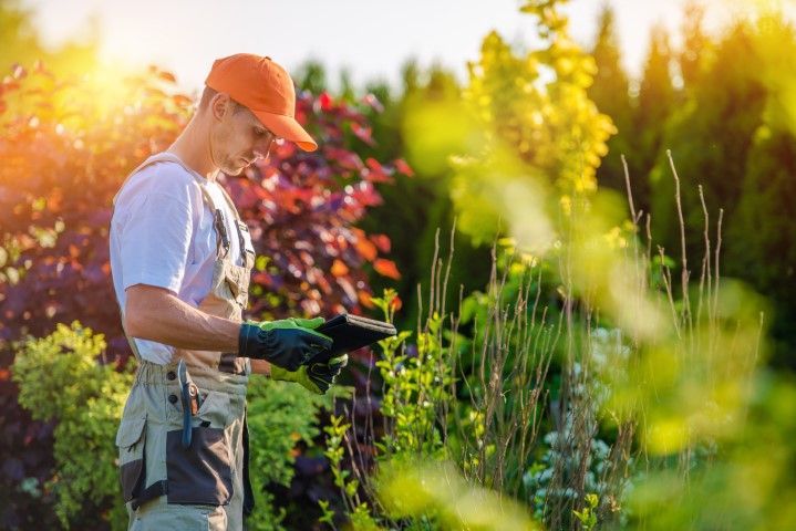 A man is standing in a garden looking at plants.