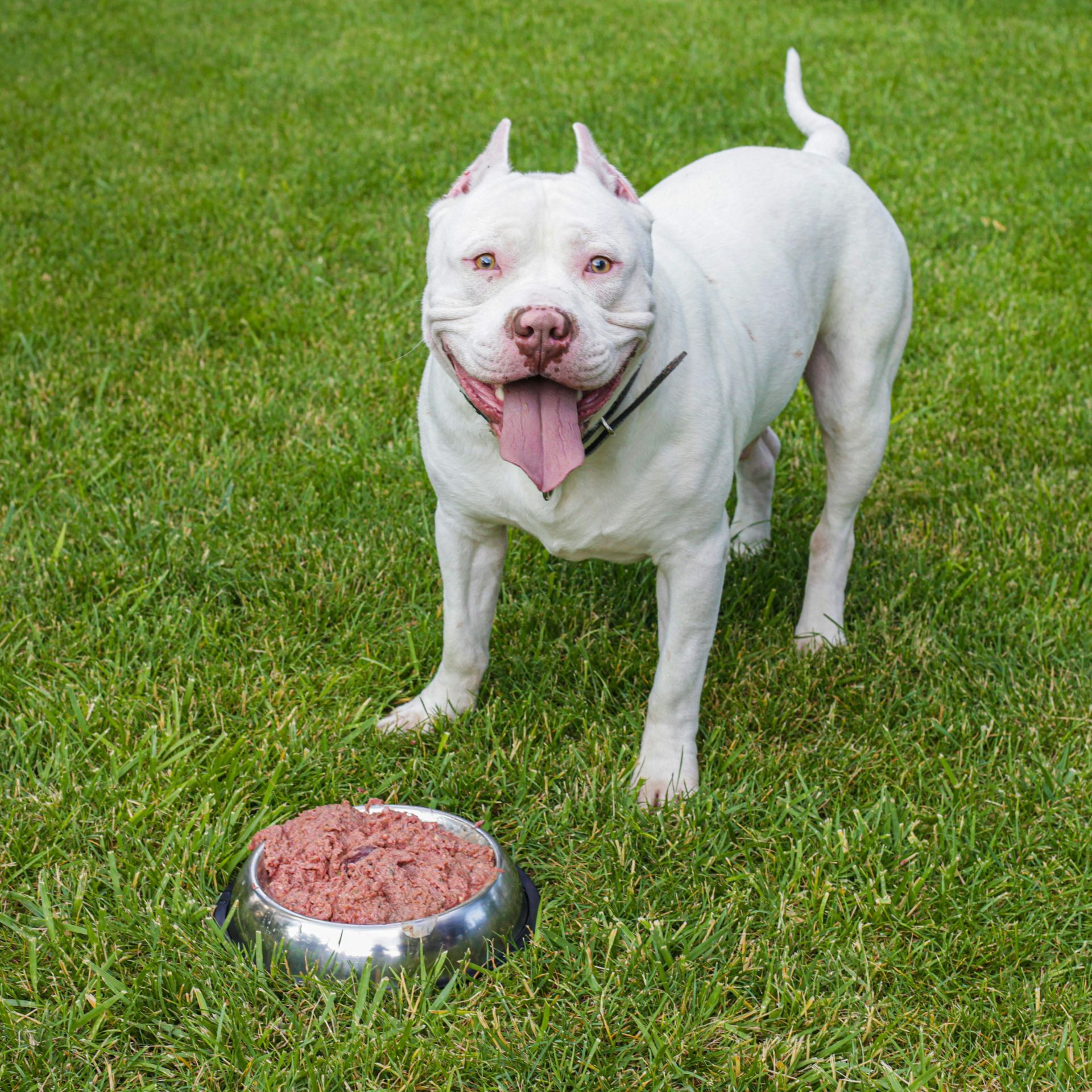 White pit bull standing on grass beside a bowl of food, tongue out and tail raised.
