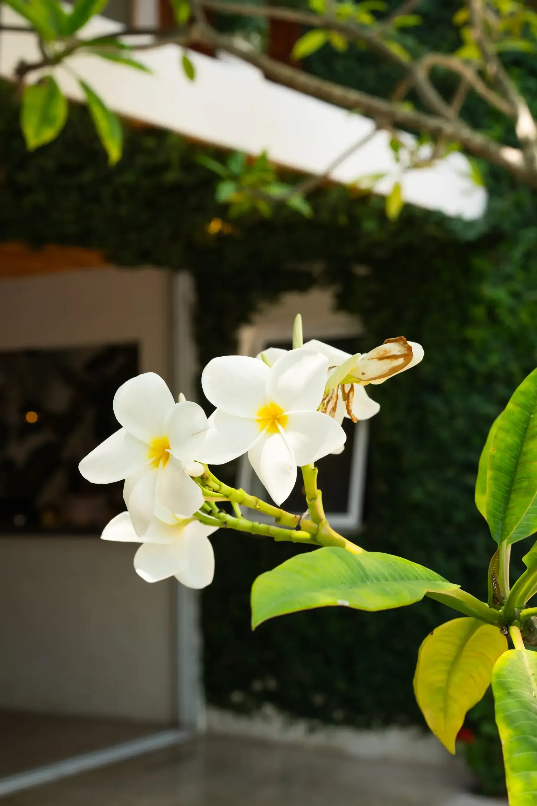 Flores blancas con centros amarillos florecen frente a una pared cubierta de hiedra verde.
