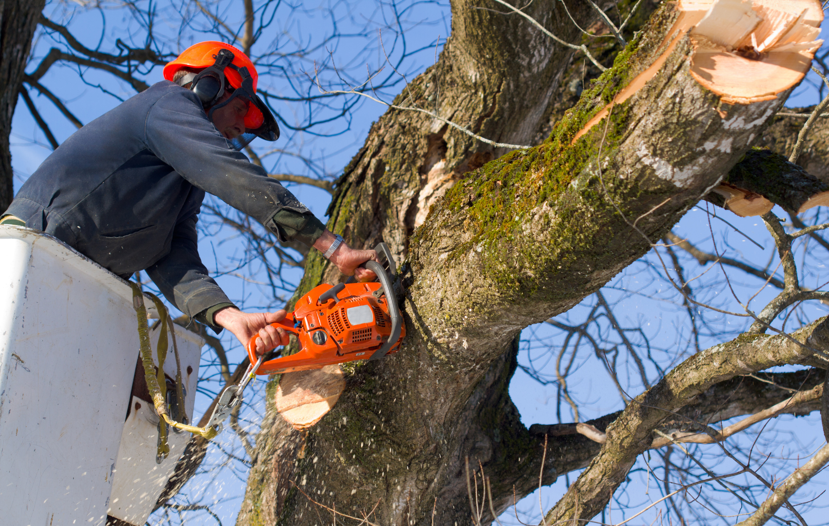 Excelling in safe and efficient removal of trees, our certified arborists cater to both residential and commercial properties. With a commitment to safety and precision, we ensure every tree removal task is performed meticulously, adhering to the highest standards of professionalism.