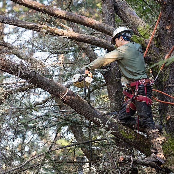 Man Trimming the Tree | West Linn, OR | Lawn With Care Property Service LLC