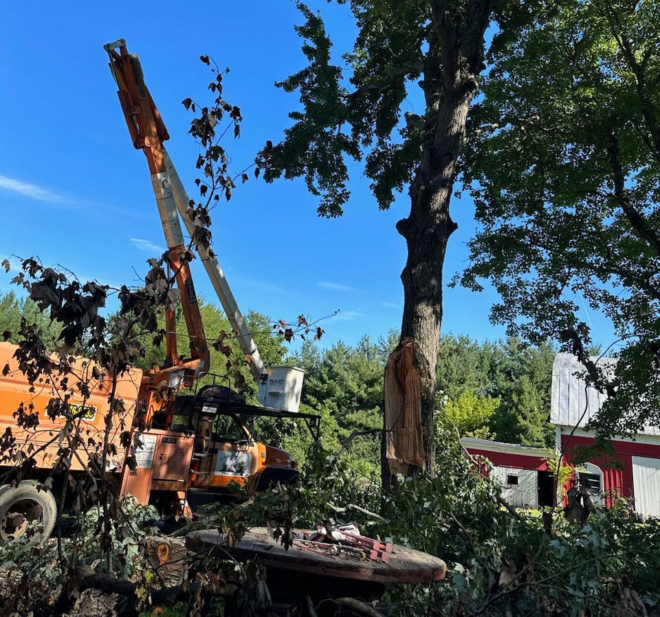 Tree slowly being removed - Waynesville, Ohio - Ideal Cut & Trim LLC