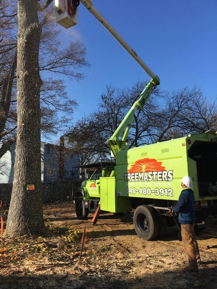 Tree Removal
