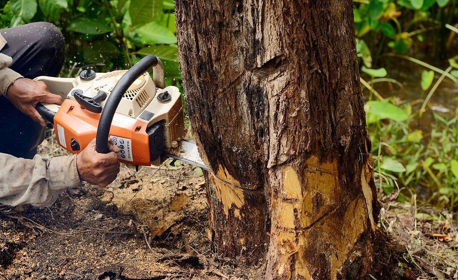 Tree Masters LLC. Top-Quality Tree Trimming, Removal, Stump Grinding - Serving All Ocean County, Monmouth County, Toms River and Brick, NJ