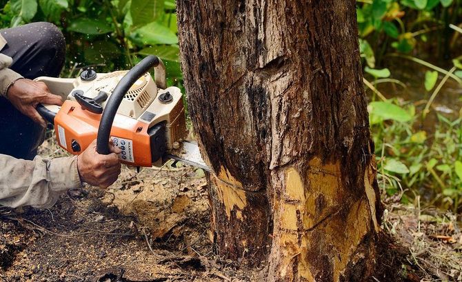 Tree Masters LLC. Tree Removal Toms River and Brick, NJ