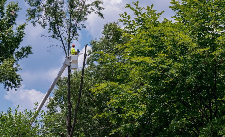 Tree Masters LLC. Top-Quality Tree Trimming, Removal, Stump Grinding - Serving All Ocean County, Monmouth County, Toms River and Brick, NJ