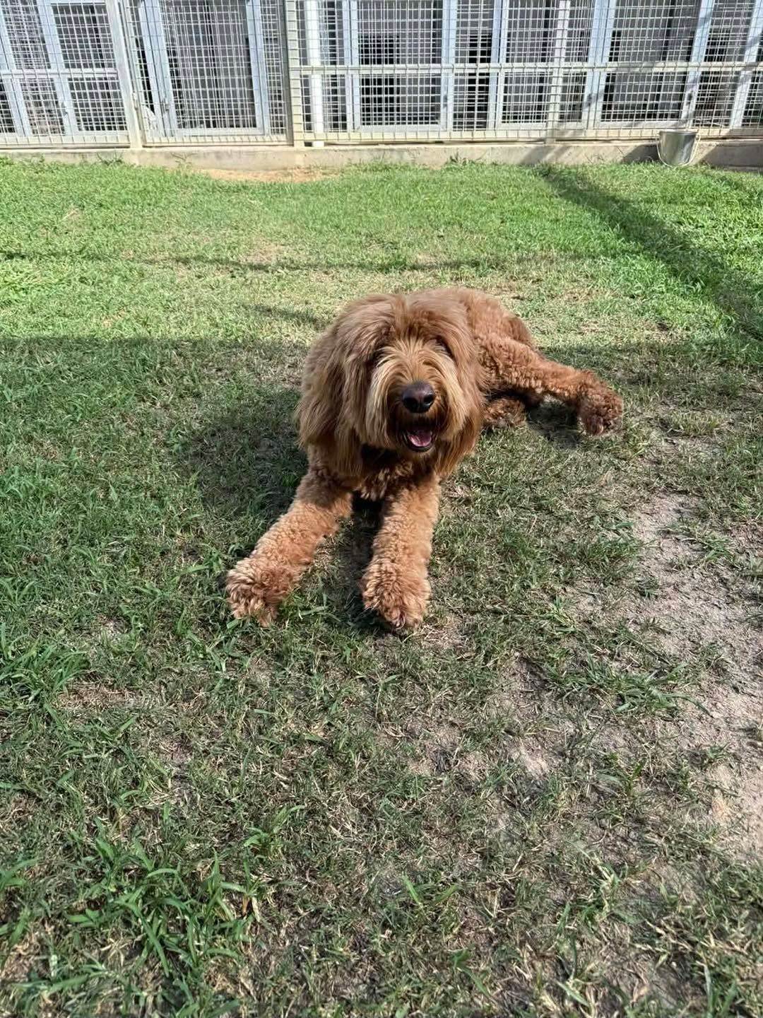 Brown Curly Dog Lying on Grass in a Fenced Yard — Country Comfort Pet Resort Pty Ltd in Machine Creek, QLD