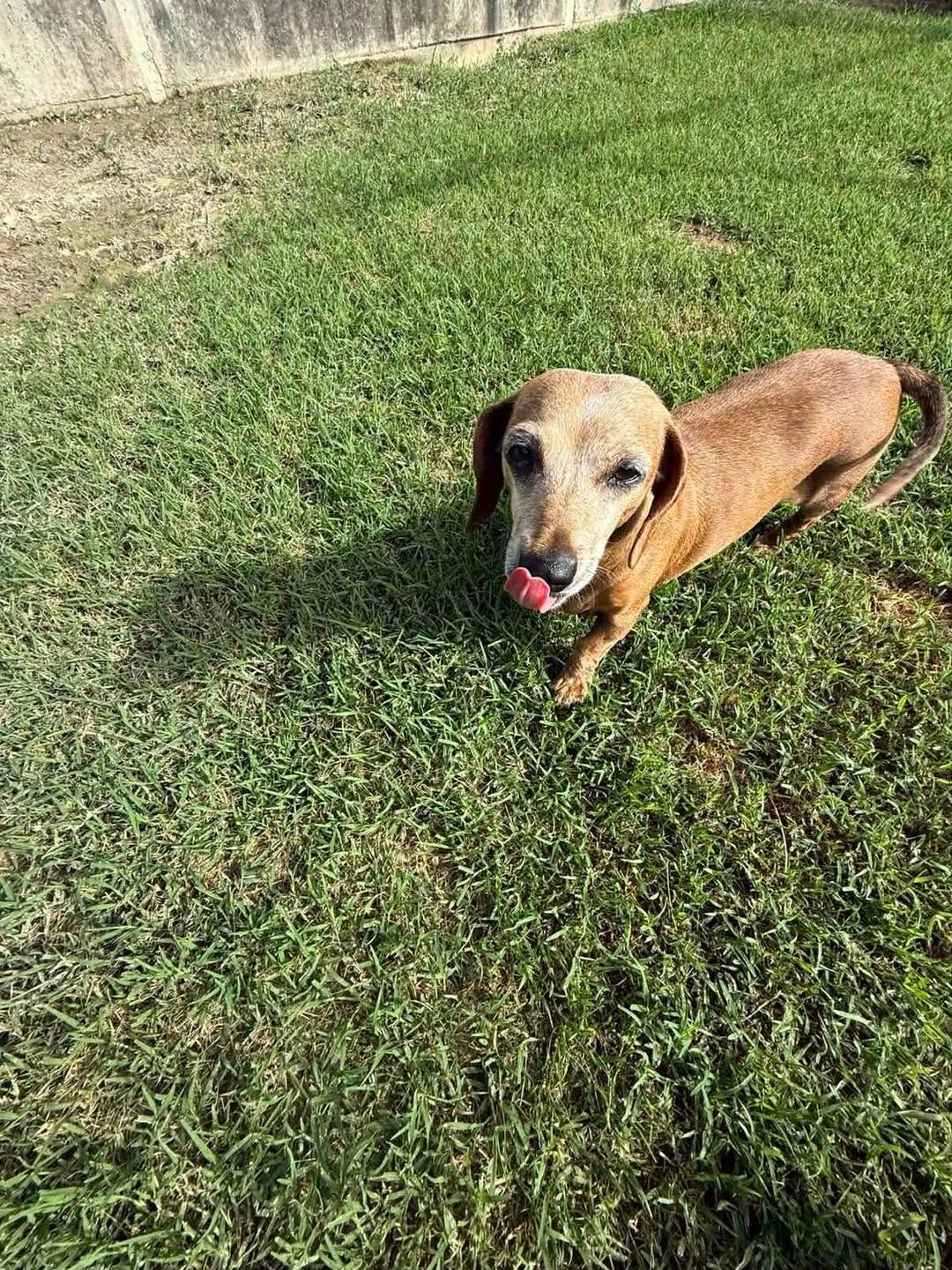 Tan Dachshund Standing on Grass in a Yard, Tongue Out — Country Comfort Pet Resort Pty Ltd in Machine Creek, QLD