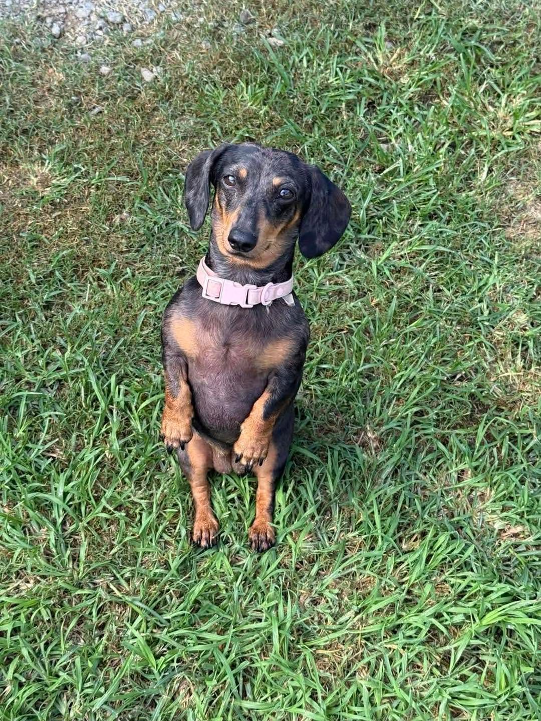 Small Black-and-tan Dachshund Sitting on Grass — Country Comfort Pet Resort Pty Ltd in Machine Creek, QLD