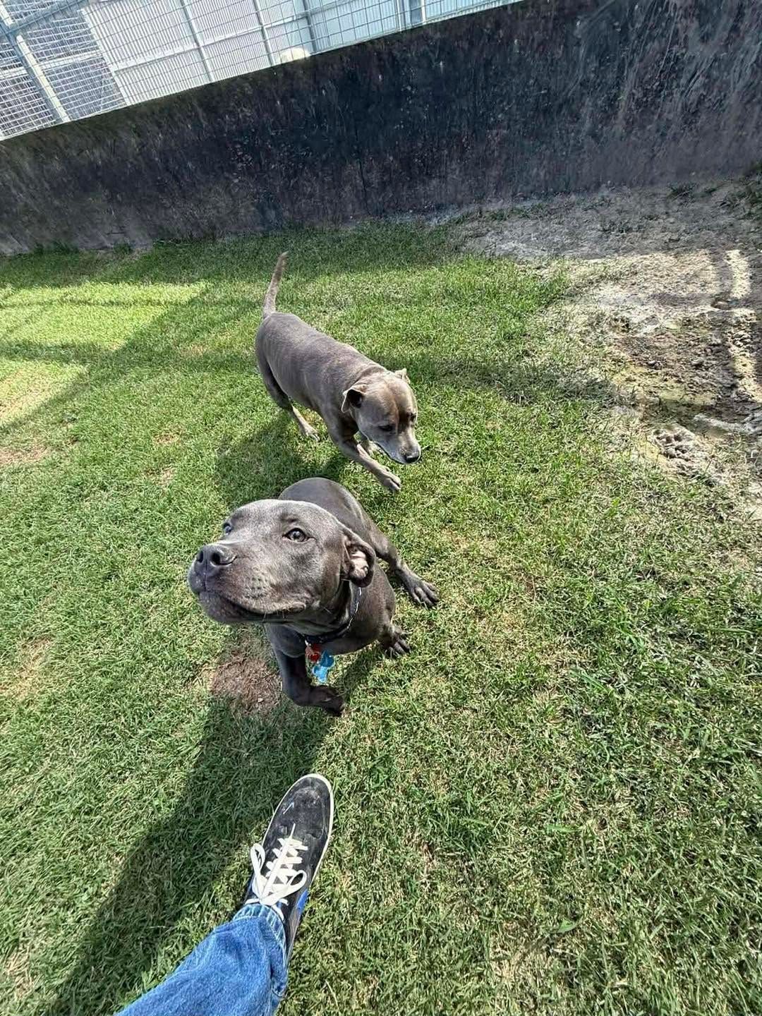 Two Dogs on Leashes on a Grassy Lawn — Country Comfort Pet Resort Pty Ltd in Machine Creek, QLD