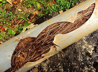 Drain blocked by plant roots —  Blocked Drain Services in the Whitsundays Cannonmvale, QLD