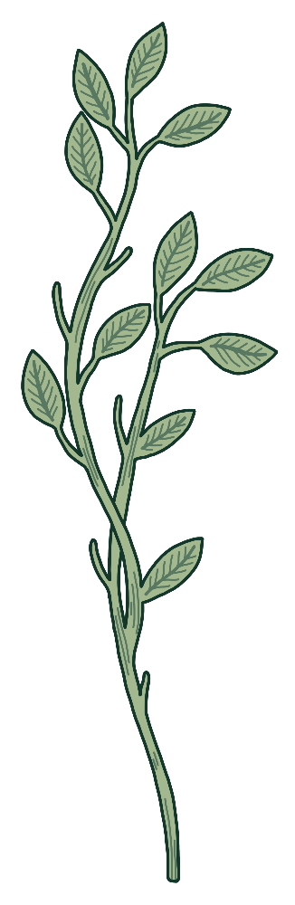 An illustration of a leafy branch