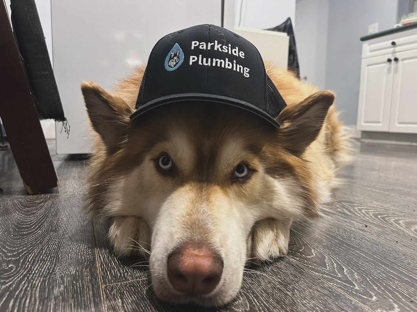 A husky dog wearing a parkside plumbing hat is laying on the floor.