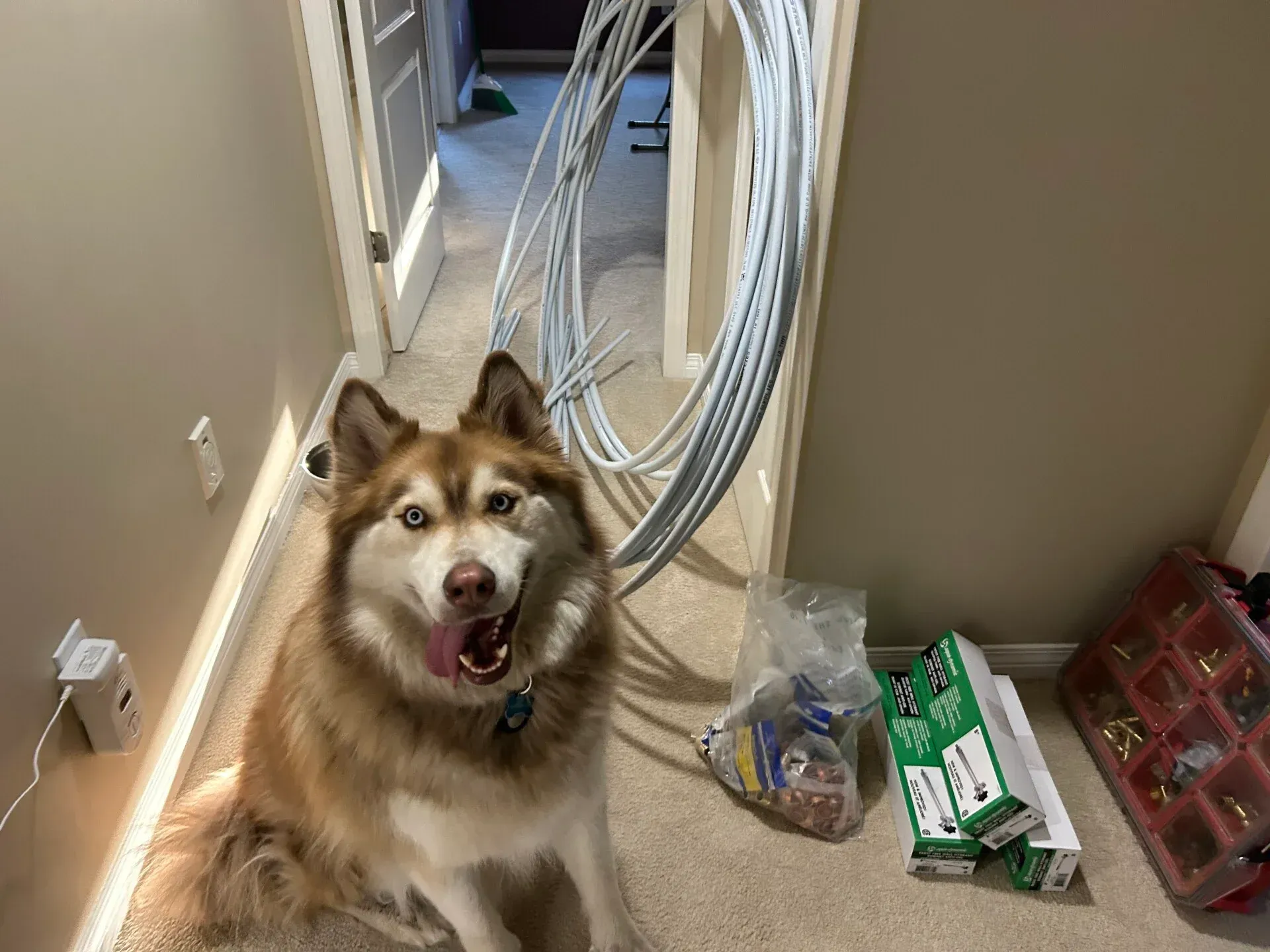A husky dog is sitting in a hallway next to a bunch of wires.
