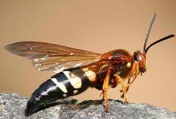 Cicada Killers Close Up