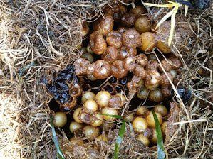 Bumblebees Nest with Eggs